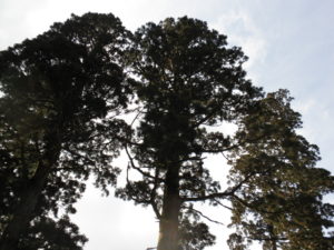 英彦山神宮　境内　木々