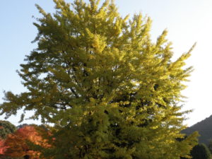 英彦山神宮　銅の鳥居　駐車場　銀杏の木