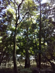 長門國一宮 住吉神社社叢の木々